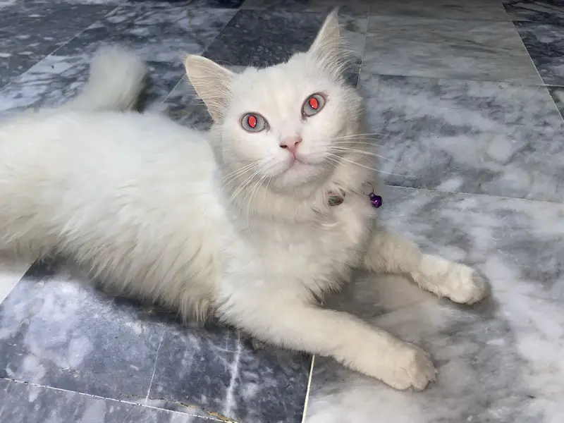 Persion cat for sale soo loving — photo 3