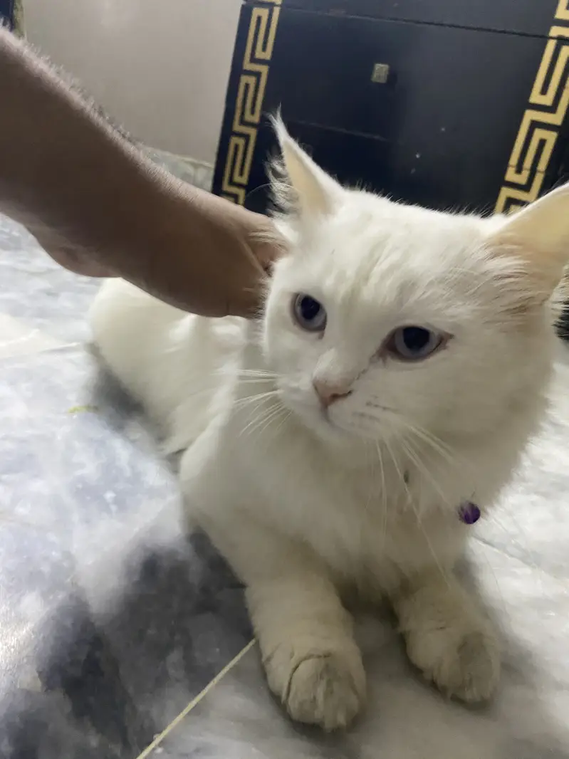 Persion cat for sale soo loving — photo 4