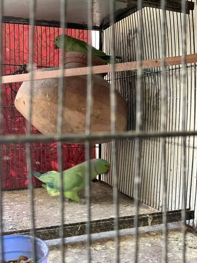 Ringneck breeder pairs for sale