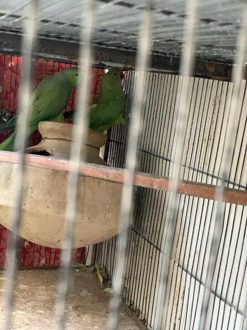 Ringneck breeder pairs for sale — photo 2
