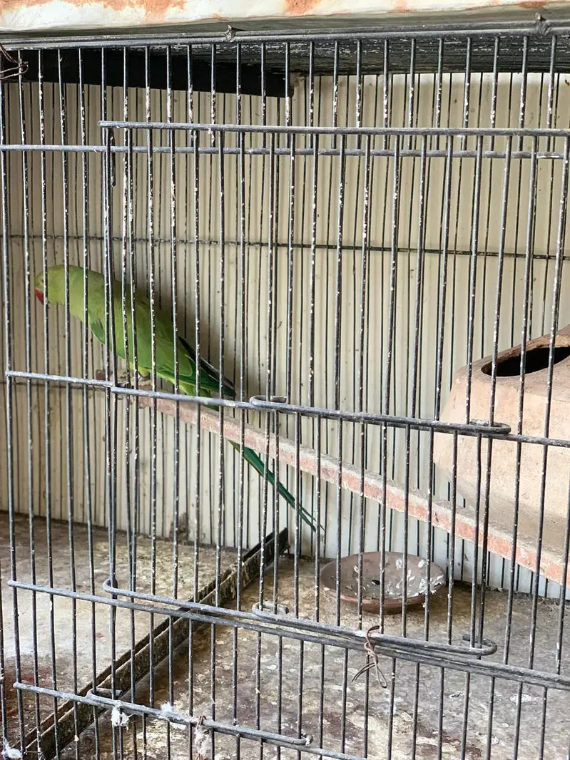 Ringneck breeder pairs for sale — photo 3