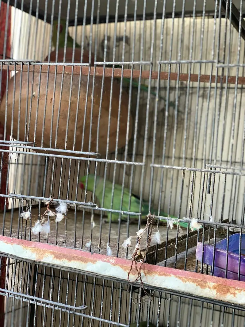 Ringneck breeder pairs for sale — photo 4