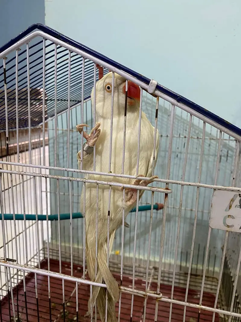 white parrot / talking parrot / breeder female parrot / parrot — photo 2