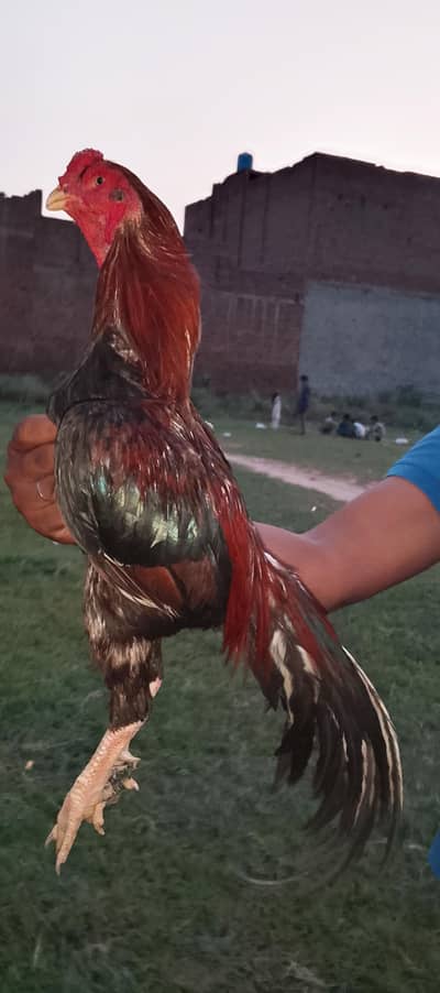 MashAllah high quality lakha
