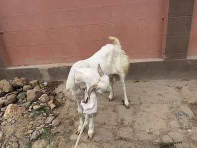GULABI GOAT HEALTHY