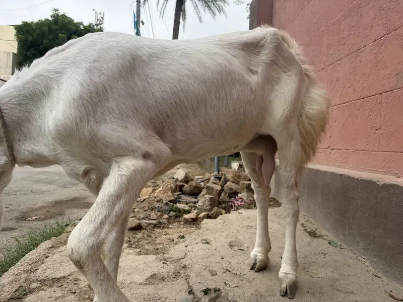 GULABI GOAT HEALTHY — photo 2