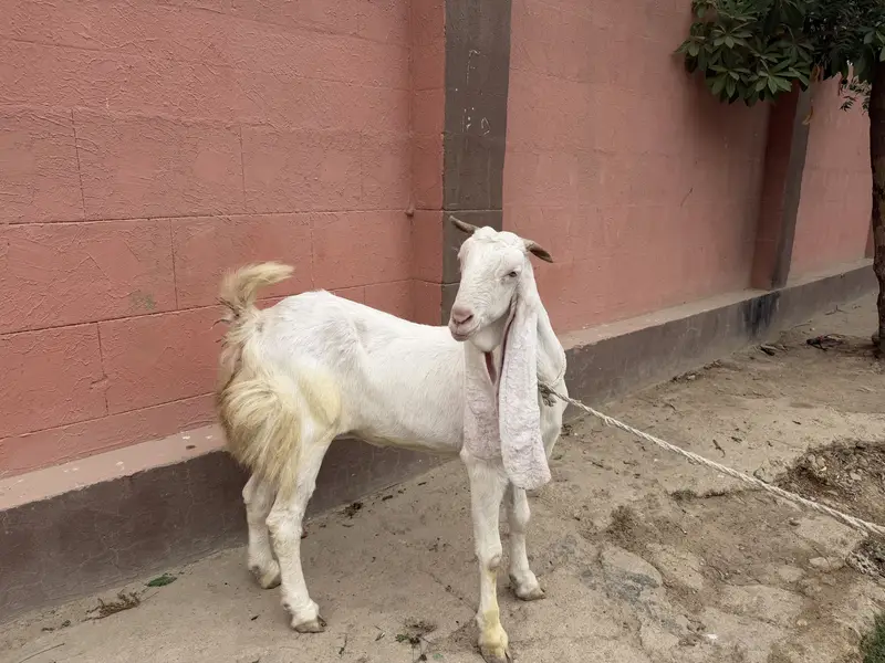GULABI GOAT HEALTHY — photo 3