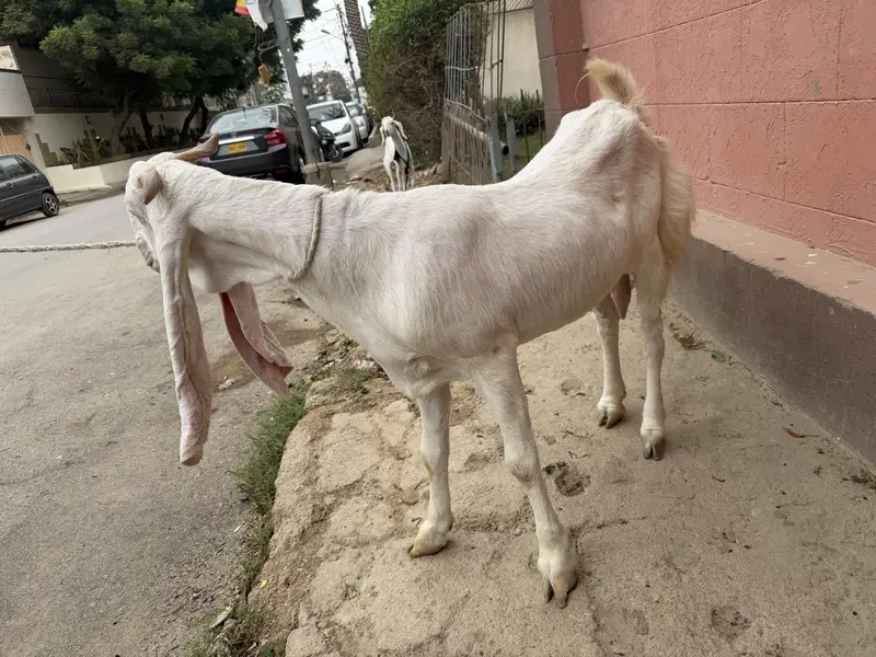 GULABI GOAT HEALTHY — photo 4