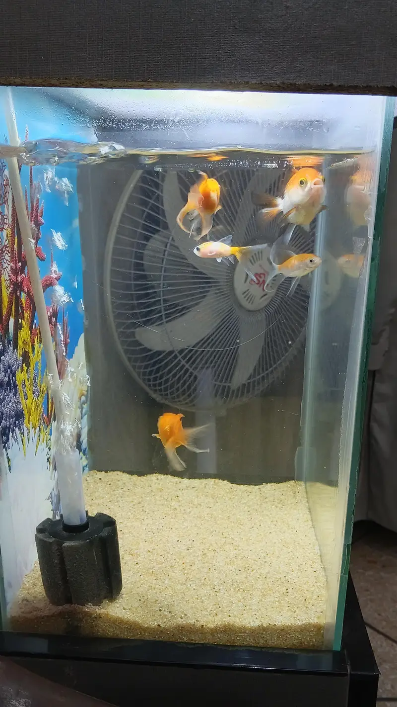 Fish Aquarium for sale — photo 2