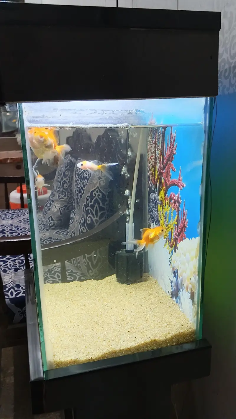 Fish Aquarium for sale — photo 3
