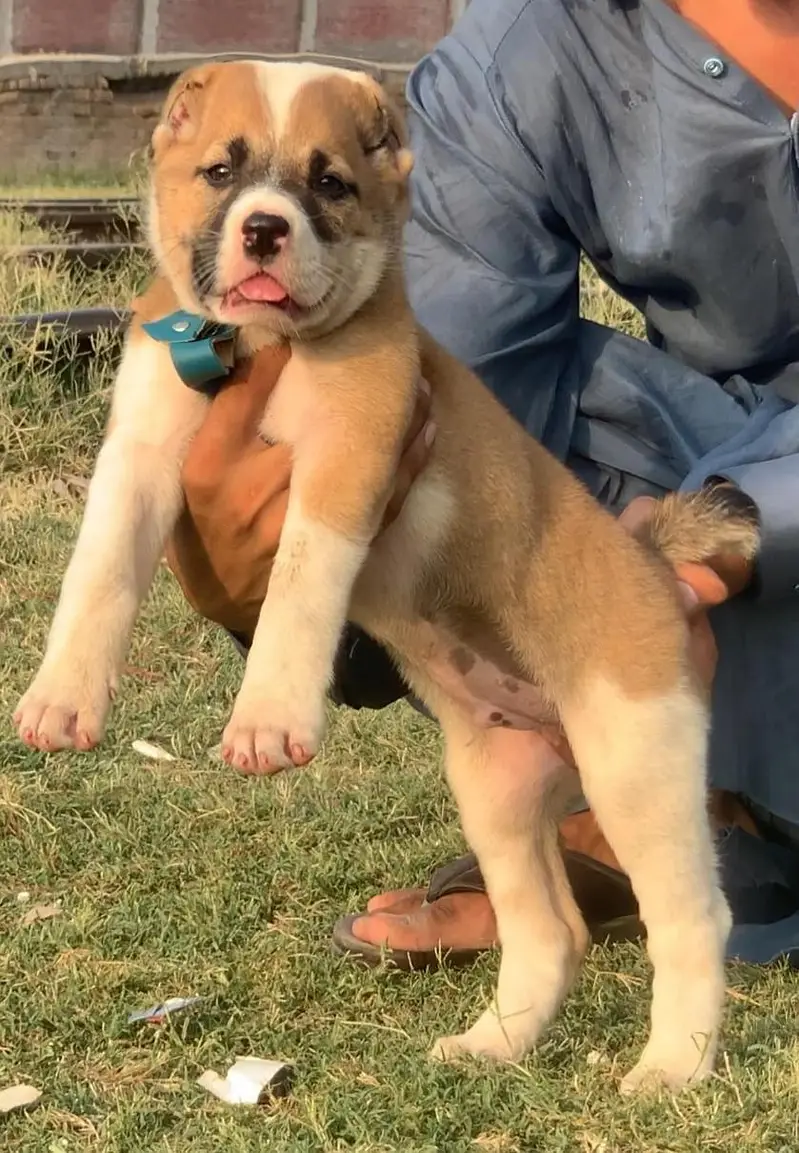 Afghan kochi  for sale security dog — photo 4