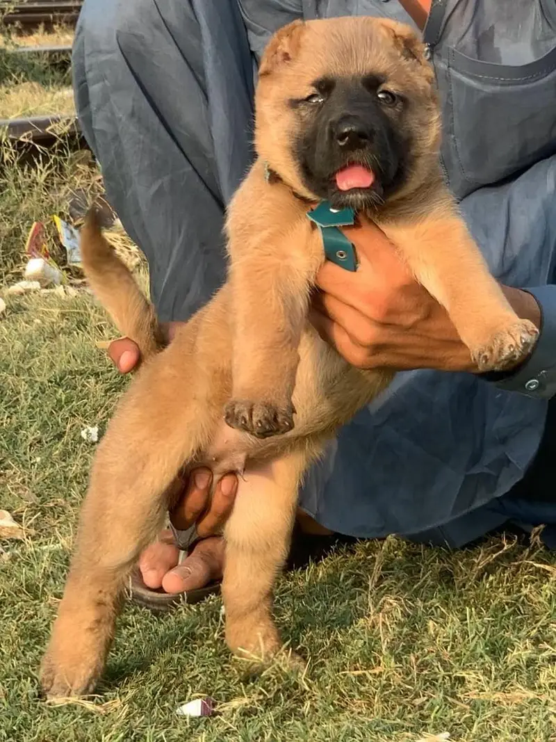 Afghan kochi  for sale security dog — photo 5