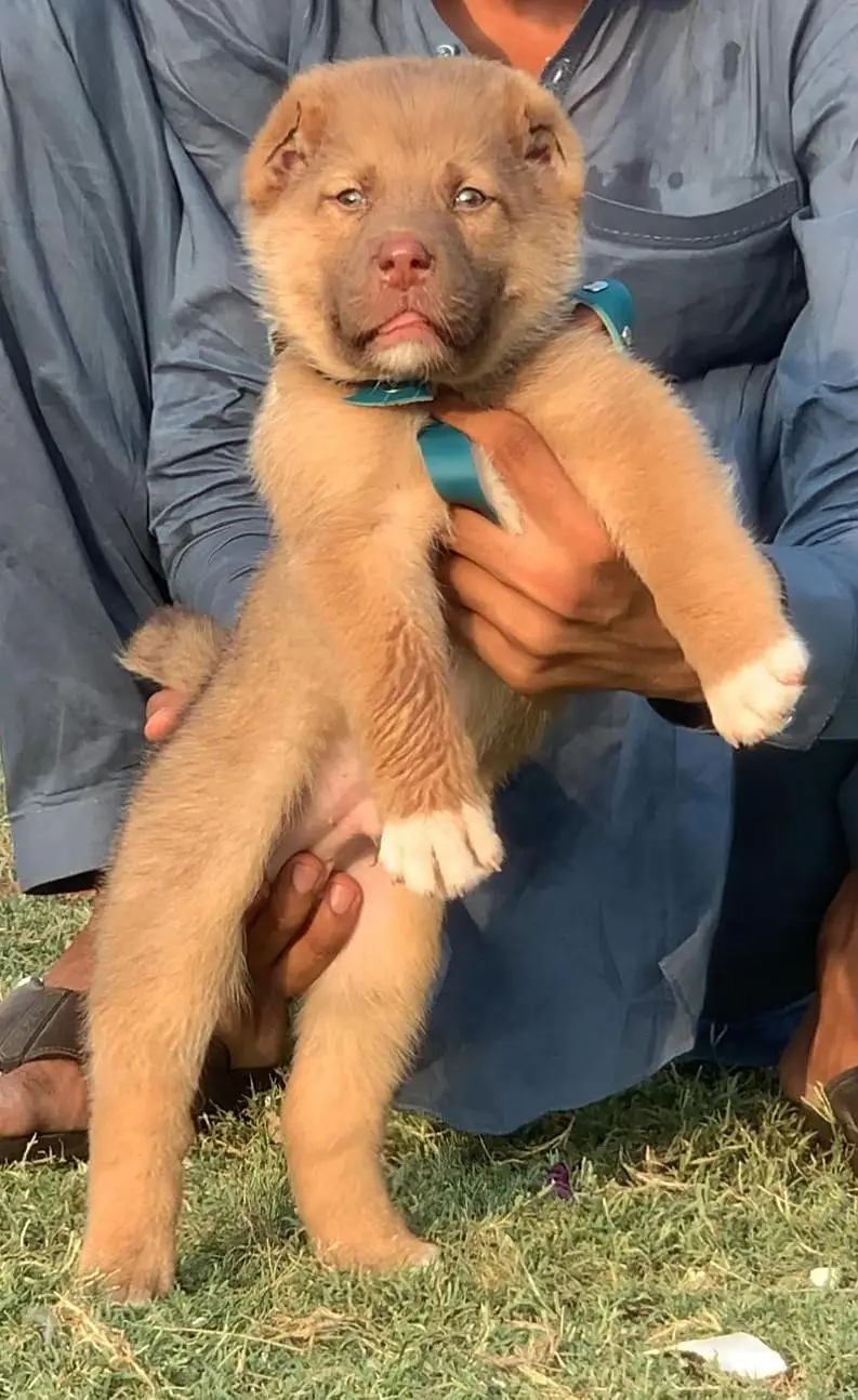 Afghan kochi  for sale security dog — photo 6