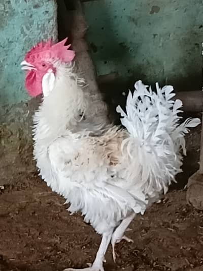 Fancy murgha for sale