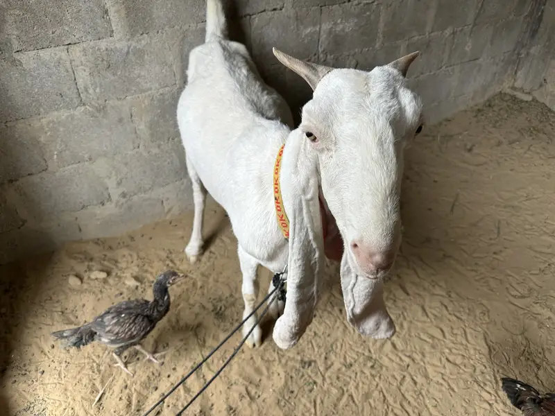 FOR SALE ( GABBAN ) — photo 2
