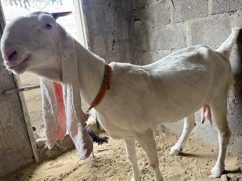 FOR SALE ( GABBAN ) — photo 4