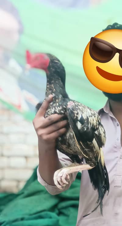Aseel java patha