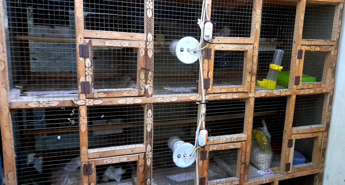 14 portion wooden cage made with heavy material best for finches — photo 2