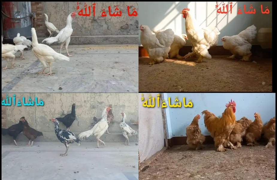 Heera | White Buff | Golden Buff | Pakistani Aseel |  Eggs 03204143422 — photo 5