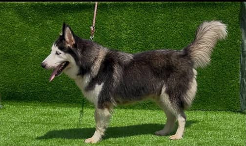 siberian Husky female