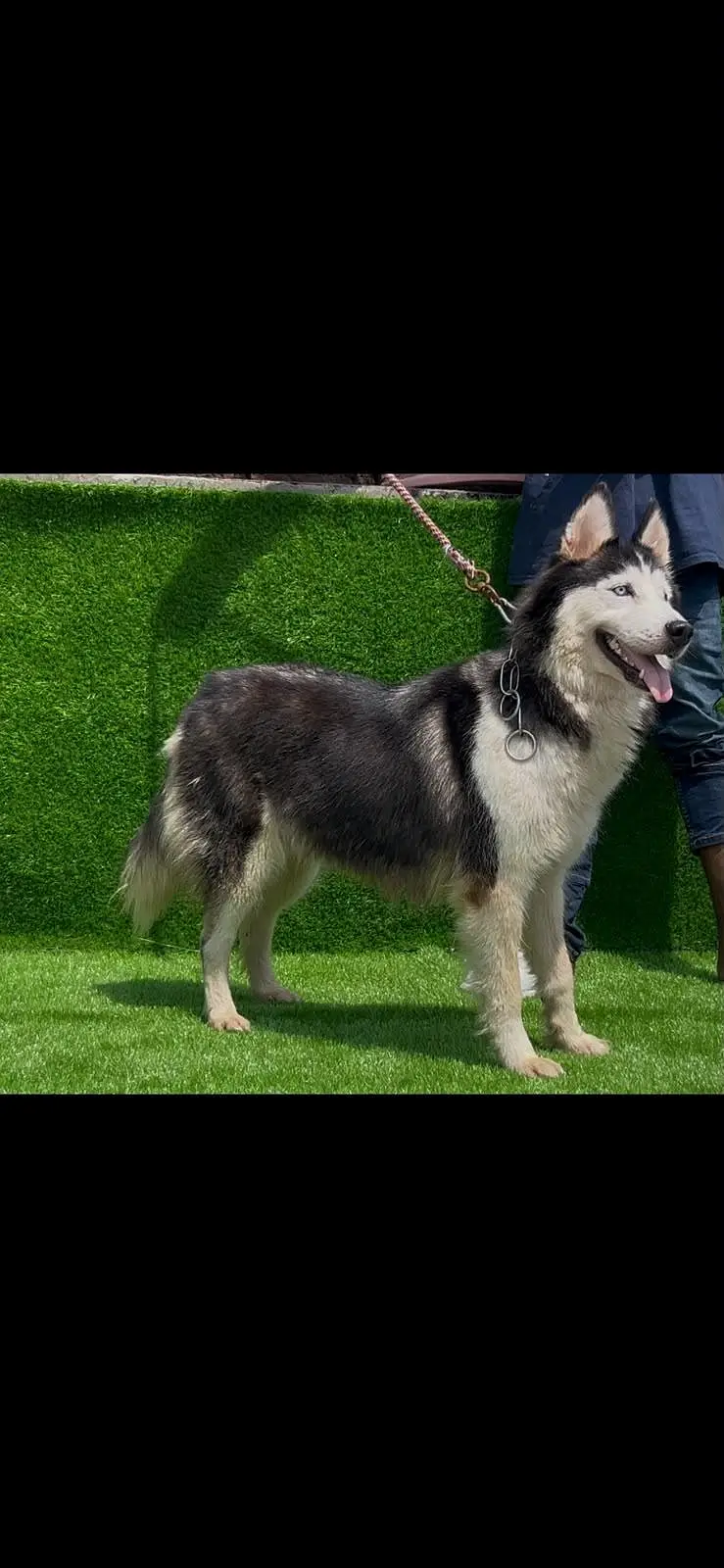 siberian Husky female — photo 2