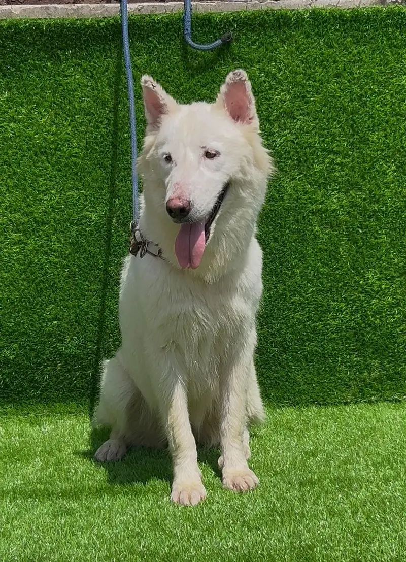 siberian Husky female — photo 3