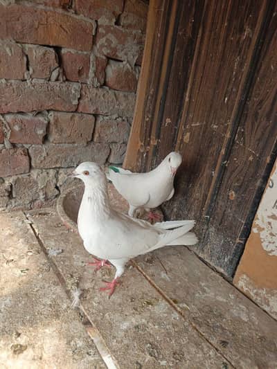 Low Flyer Patti wale Pair