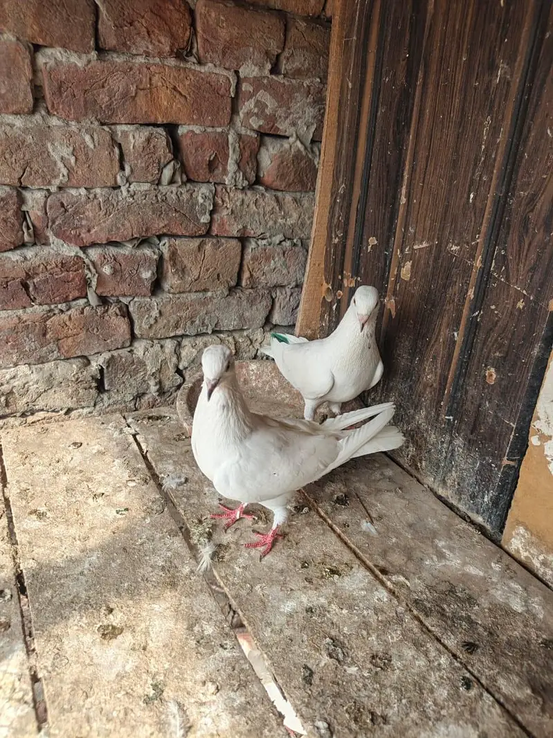 Low Flyer Patti wale Pair — photo 7