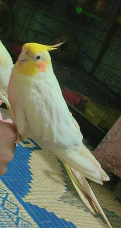 handtmed coctail for sale