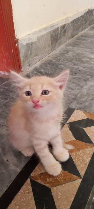 Persian kittens For sale