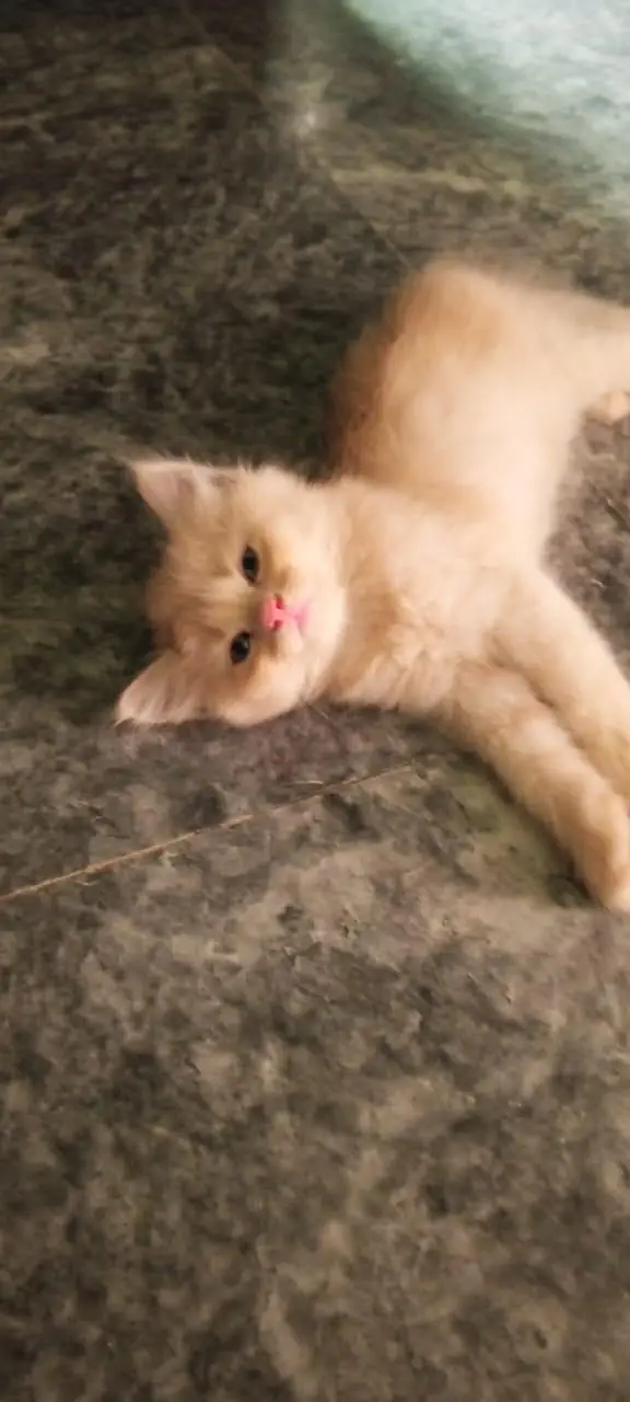 Persian kittens For sale — photo 2