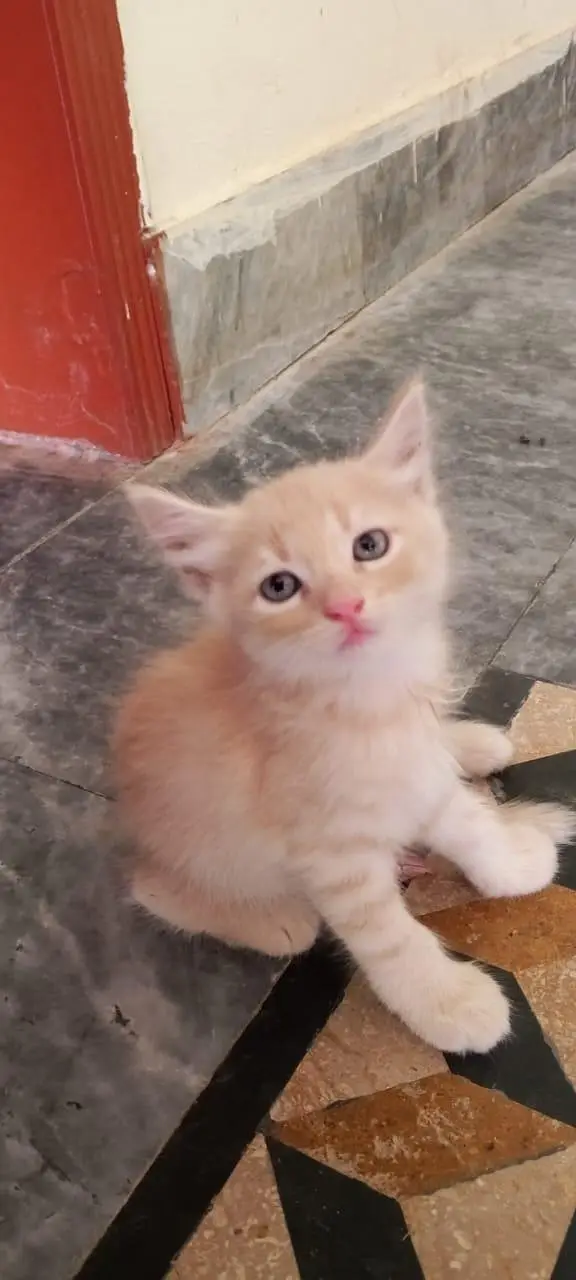 Persian kittens For sale — photo 3