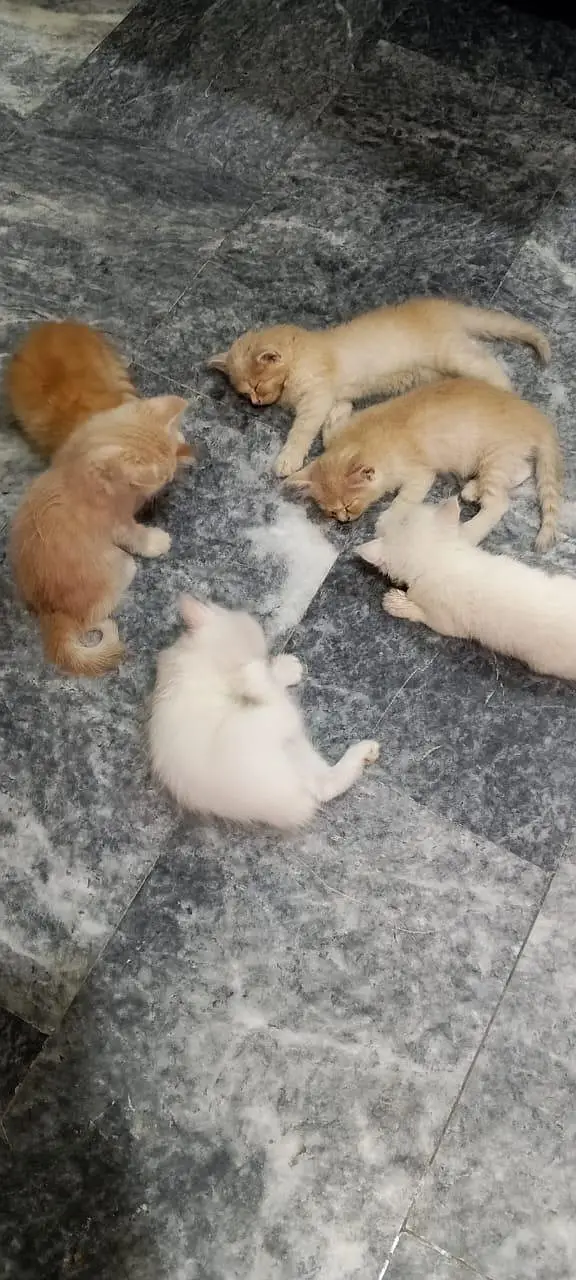Persian kittens For sale — photo 4