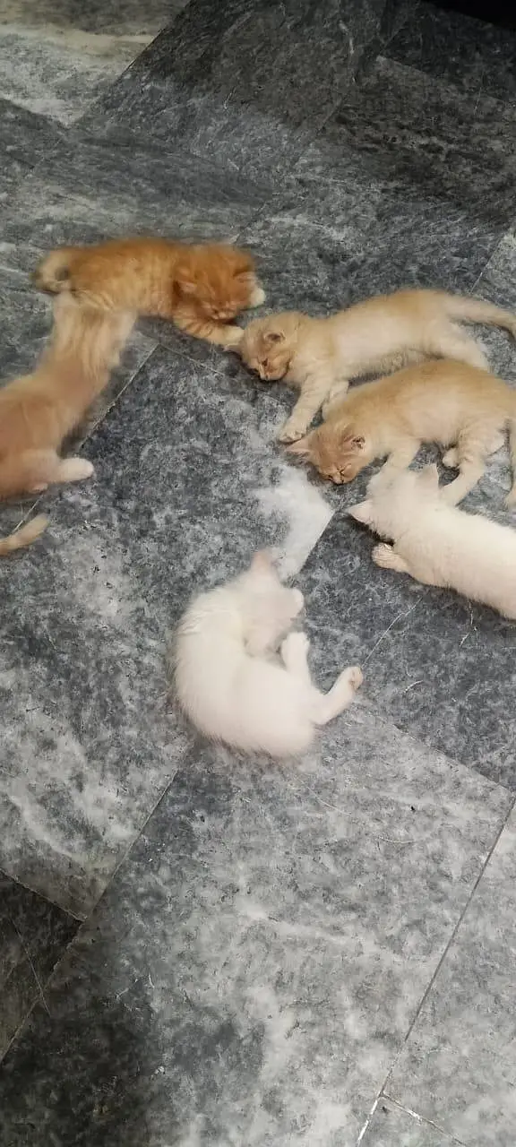 Persian kittens For sale — photo 6