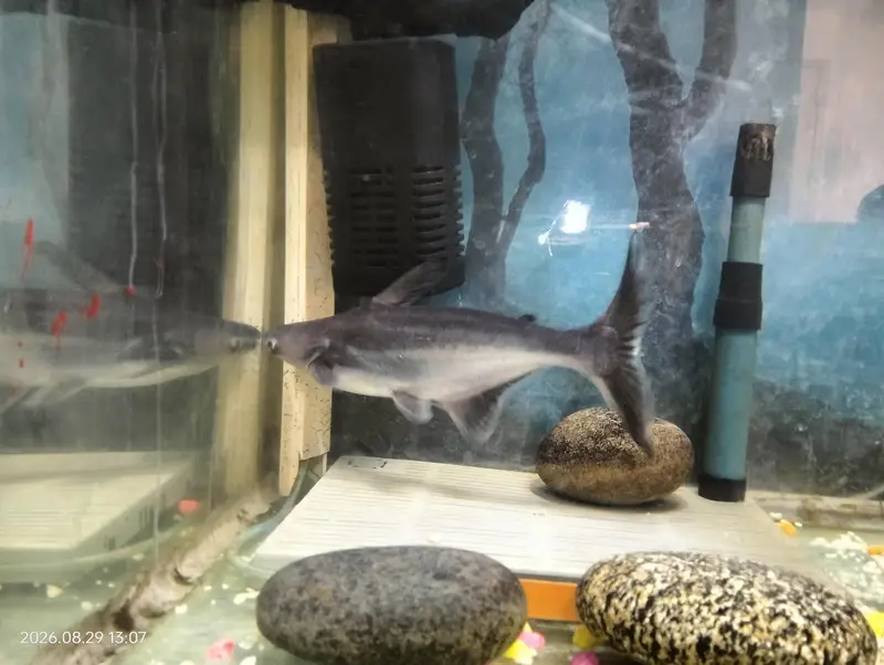 Blue line Shark — photo 2