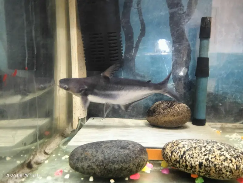 Blue line Shark — photo 3