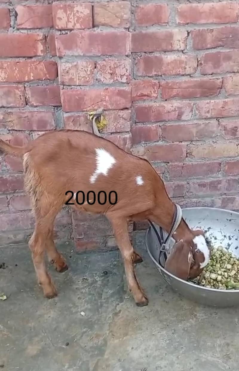 تین عدد بکریاں 0