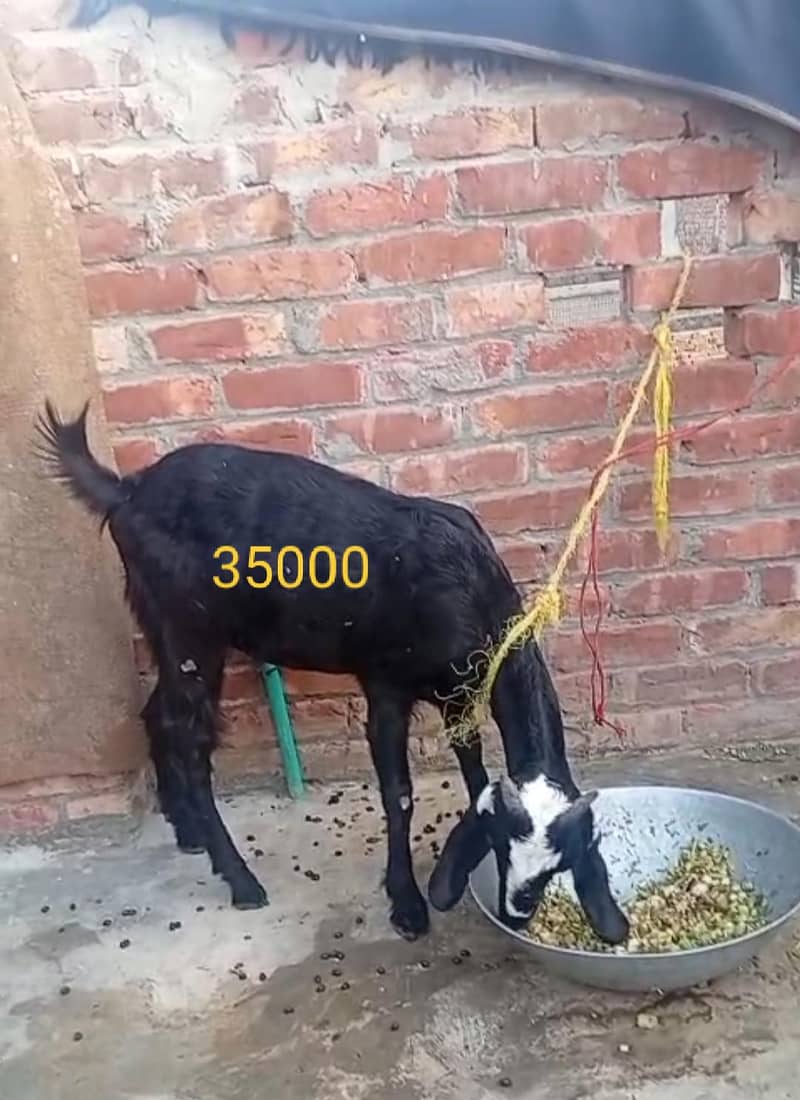 تین عدد بکریاں 1