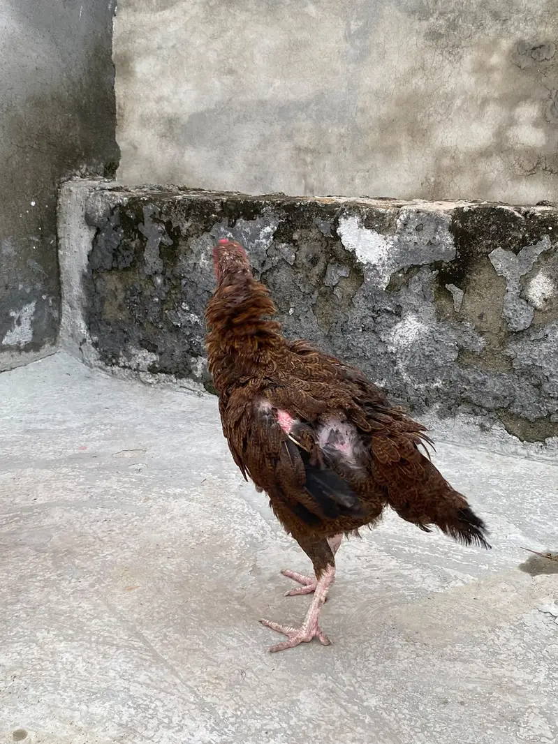 Aseel Mianwali Shajri  available for sale — photo 2