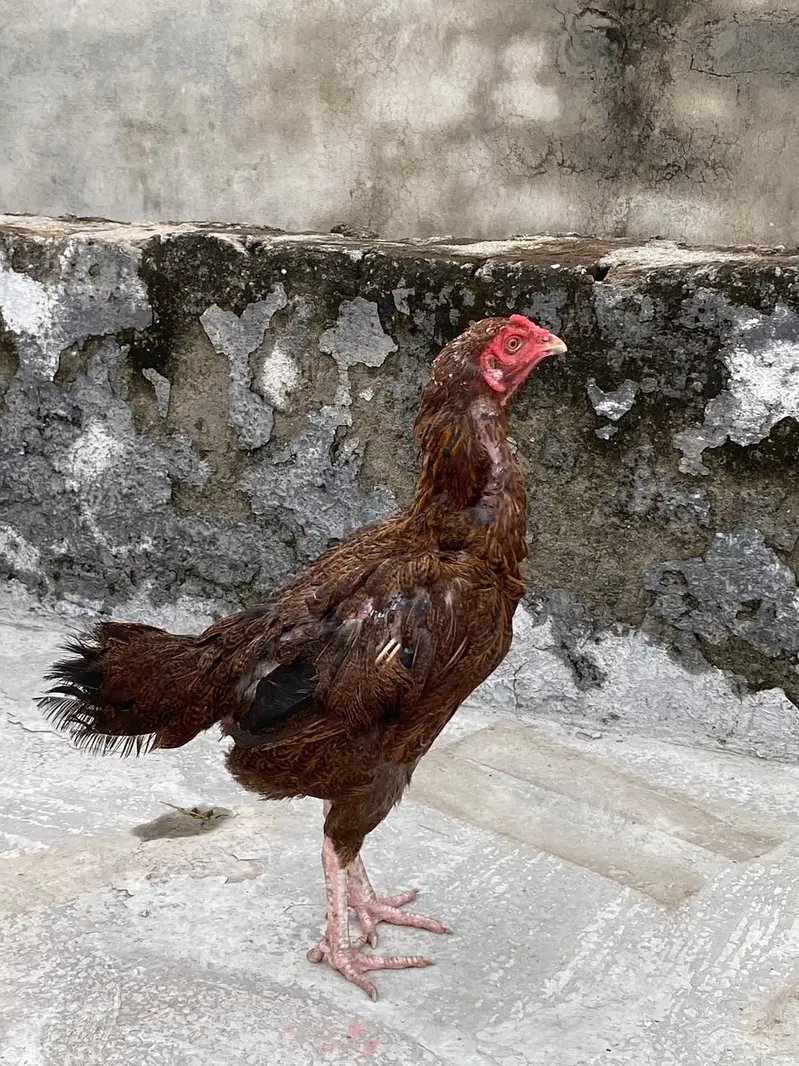 Aseel Mianwali Shajri  available for sale — photo 4