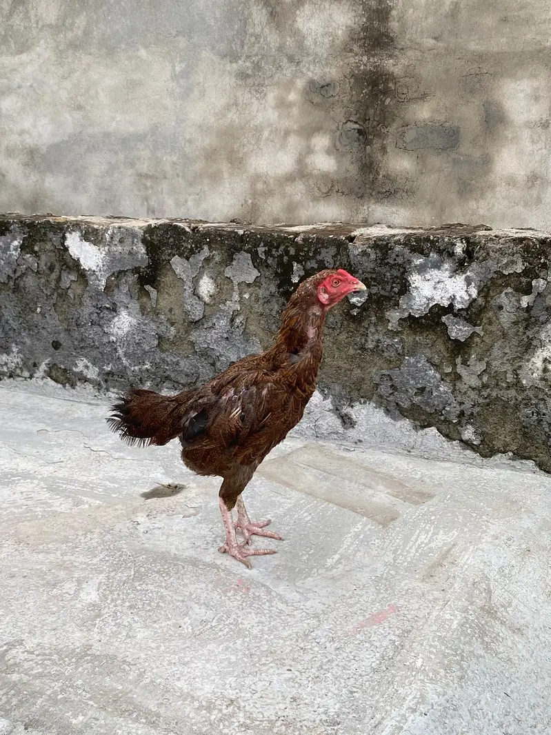 Aseel Mianwali Shajri  available for sale — photo 5