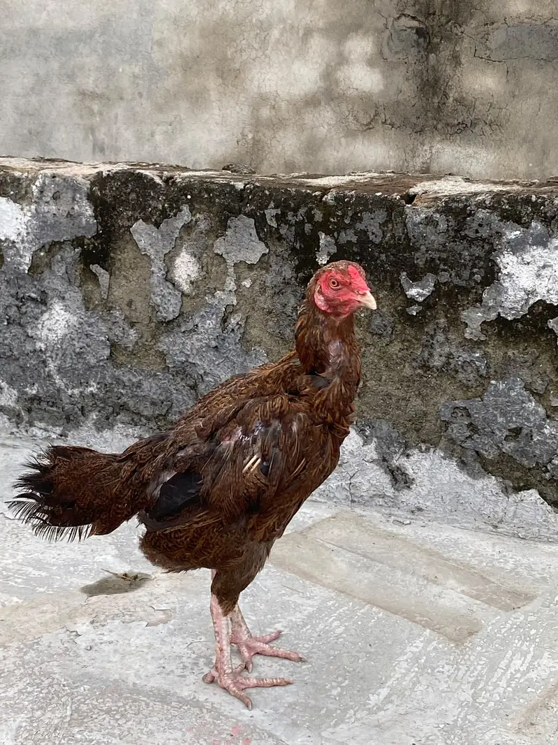 Aseel Mianwali Shajri  available for sale — photo 6