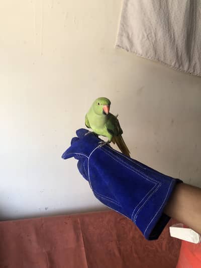 Green parrot