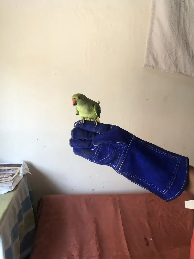 Green parrot — photo 2