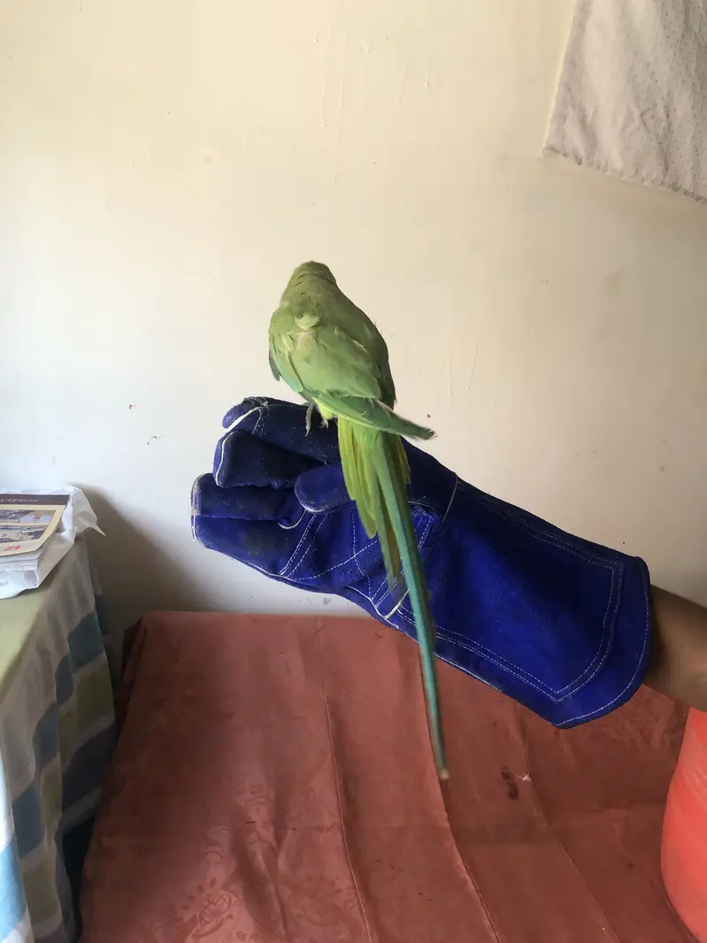 Green parrot — photo 3
