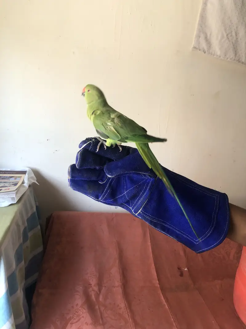 Green parrot — photo 4