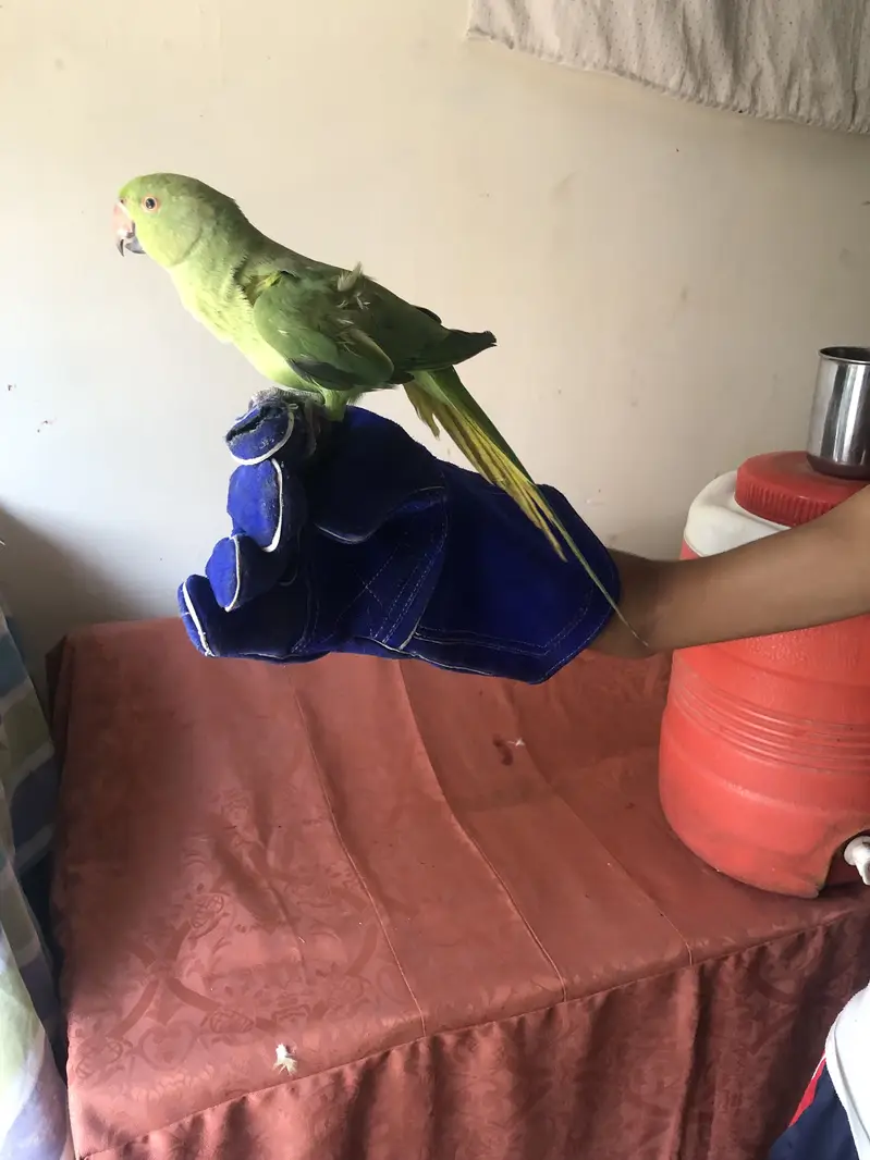 Green parrot — photo 5