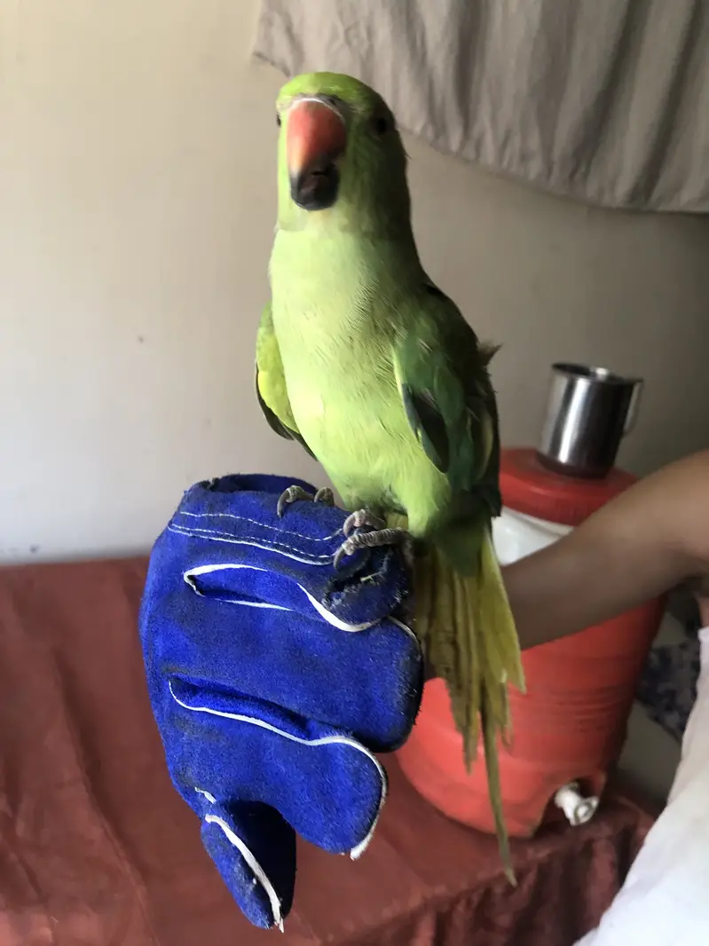 Green parrot — photo 6
