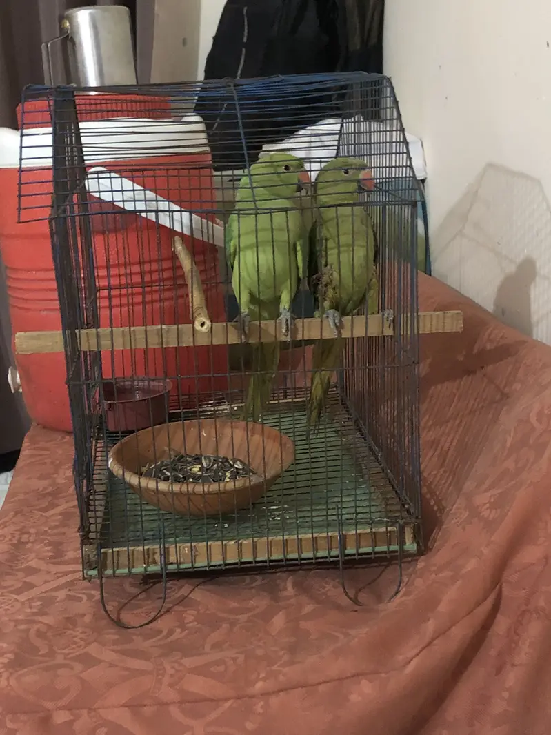Green parrot — photo 7