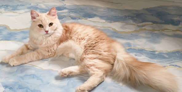 Fluffy Cream-Peach Persian Mix kitten